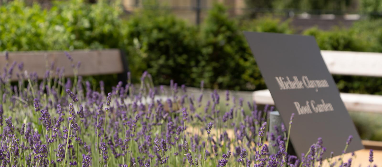 Roof Garden, St Anne's