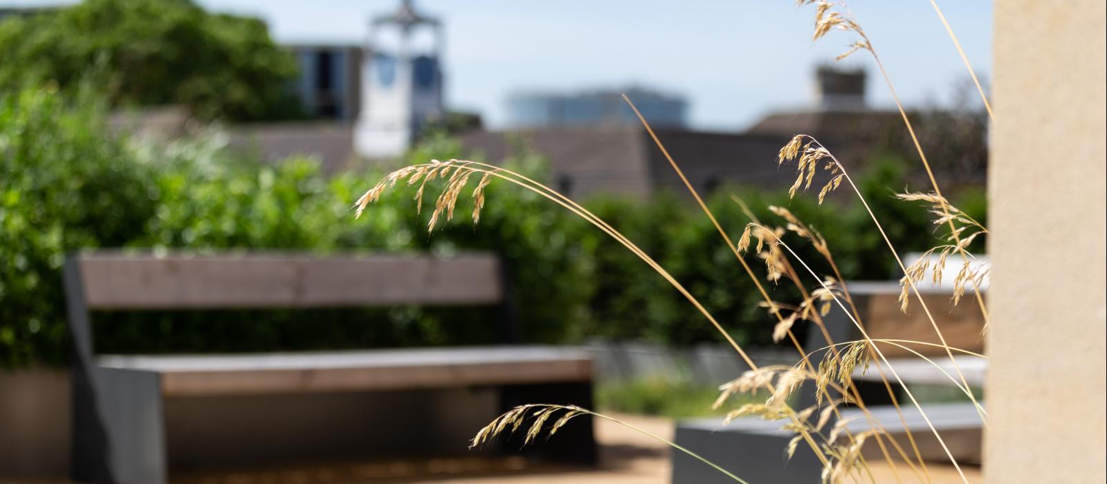 Roof Garden, St Anne's